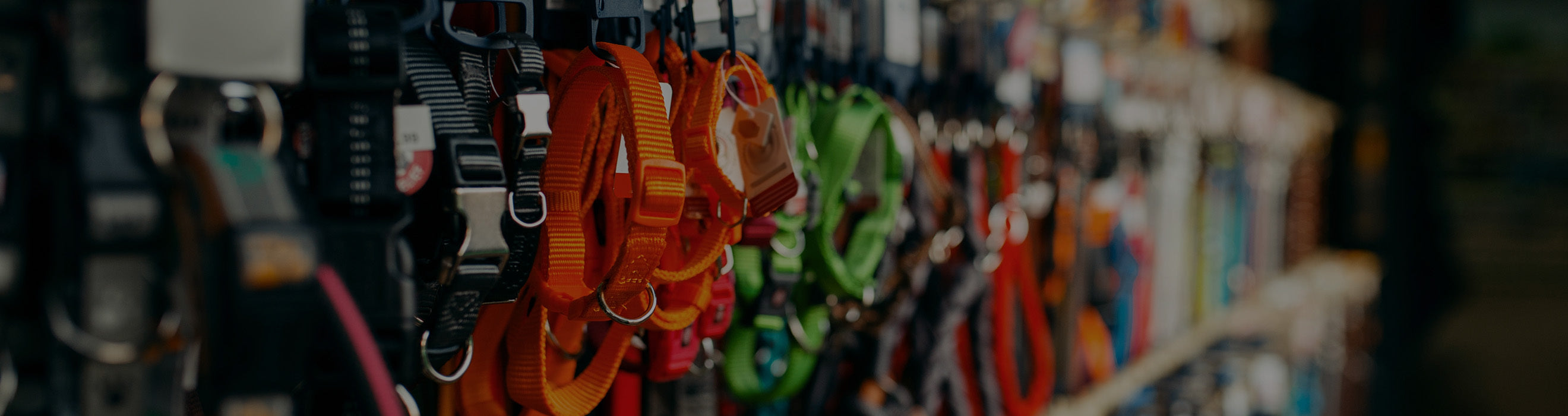 The Growing Pet Accessories Market in the UK: Why Pet Owners Are Investing More Than Ever