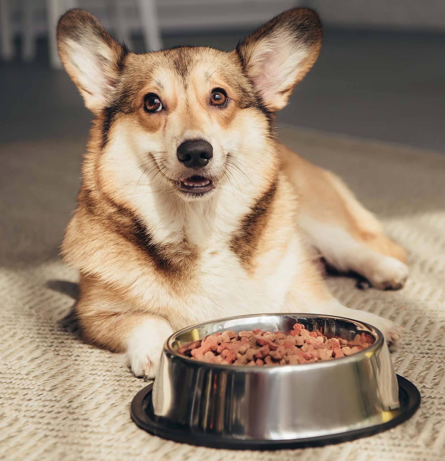 Dog Food